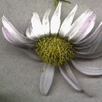 Daisy 10pt=em 1:1