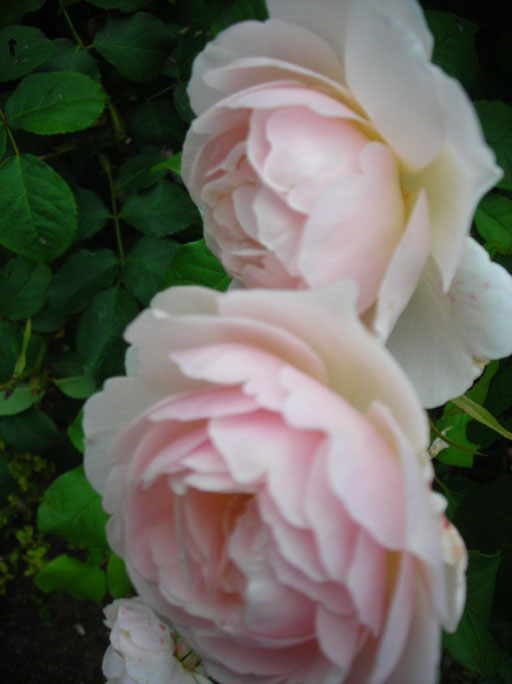 DSCN1476